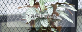 飞羽绿植怎么养,第1图