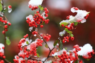 红豆花在花瓶怎么养,第2图