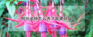 倒挂金钟怎么养才能更旺盛,第1图