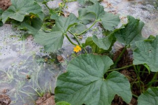 露地西瓜种植技术，建议在每年的3~4月进行种植,第4图