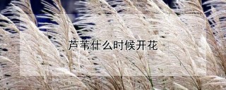 芦苇什么时候开花,第1图