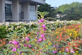 凤仙花的种植方法，最佳种植时间在4月份,第2图