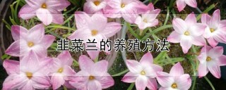 韭菜兰的养殖方法,第1图