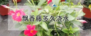 飘香藤多久浇水,第1图