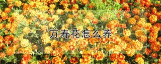 万寿花怎么养,第1图