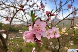 桃树开花了还能修剪吗,第3图