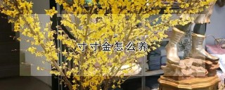 寸寸金怎么养,第1图