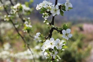 李树花期用什么药,第2图