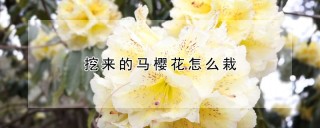 挖来的马樱花怎么栽,第1图