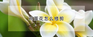 鸡蛋花怎么修剪,第1图