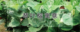 琴叶榕寓意,第1图