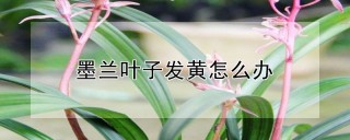 墨兰叶子发黄怎么办,第1图