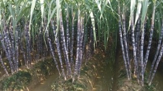 甘蔗种植技术,第1图