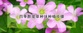 四季酢浆草种球种植步骤,第1图