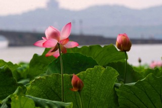 水生花卉有哪些，分为沉水/挺水/浮叶/漂浮四大种类,第2图