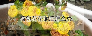 荷包花花谢后怎么办,第1图