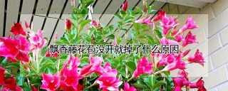 飘香藤花苞没开就掉了什么原因,第1图