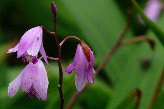 白芨种植技术,第2图