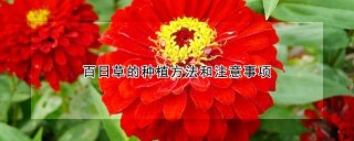 百日草的种植方法和注意事项,第1图