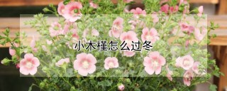 小木槿怎么过冬,第1图