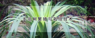 龙须树繁殖与栽培技术,第1图