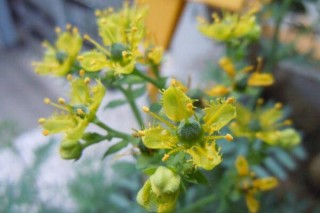 云香花盆景怎么修剪,第3图