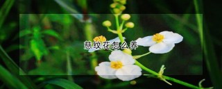 慈纹花怎么养,第1图