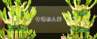 竹塔怎么养,第1图