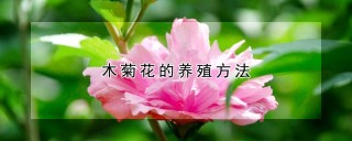 木菊花的养殖方法,第1图