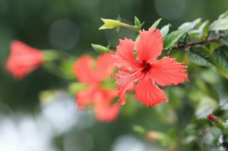 扶桑花什么季节修剪好,第2图