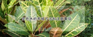 变色木的养殖方法和注意事项,第1图