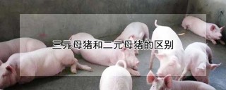 三元母猪和二元母猪的区别,第1图