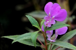 凤仙花的种植方法，最佳种植时间在4月份,第1图