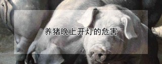 养猪晚上开灯的危害,第1图