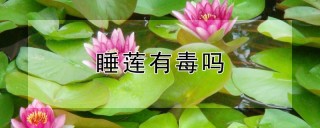 睡莲有毒吗,第1图