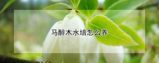 马醉木水培怎么养,第1图