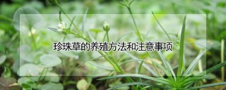 珍珠草的养殖方法和注意事项,第1图