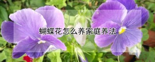 蝴蝶花怎么养家庭养法,第1图