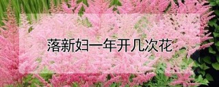 落新妇一年开几次花,第1图