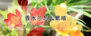 香水兰怎么繁殖,第1图