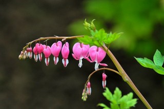 灯笼花的养殖方法和注意事项，以下要点是关键,第4图