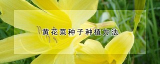 黄花菜种子种植方法,第1图