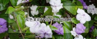 双色茉莉扦插多长时间生根,第1图