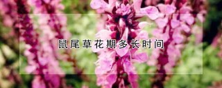 鼠尾草花期多长时间,第1图