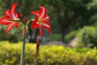 朱顶红怎么养，做好以下几点植株花色更艳、花期更长,第3图