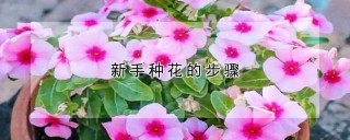 新手种花的步骤,第1图