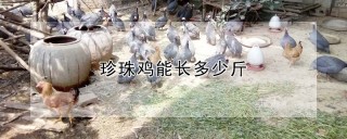 珍珠鸡能长多少斤,第1图