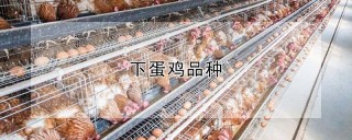 下蛋鸡品种,第1图