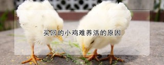 买回的小鸡难养活的原因,第1图