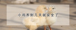 小鸡养到几天就安全了,第1图